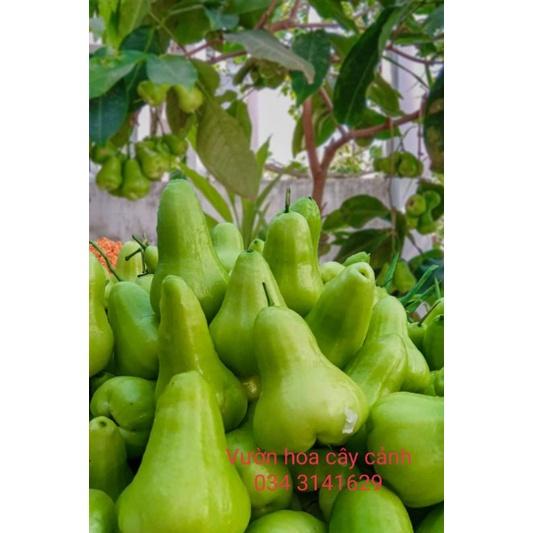 Cây giống mận xanh tam hoa
