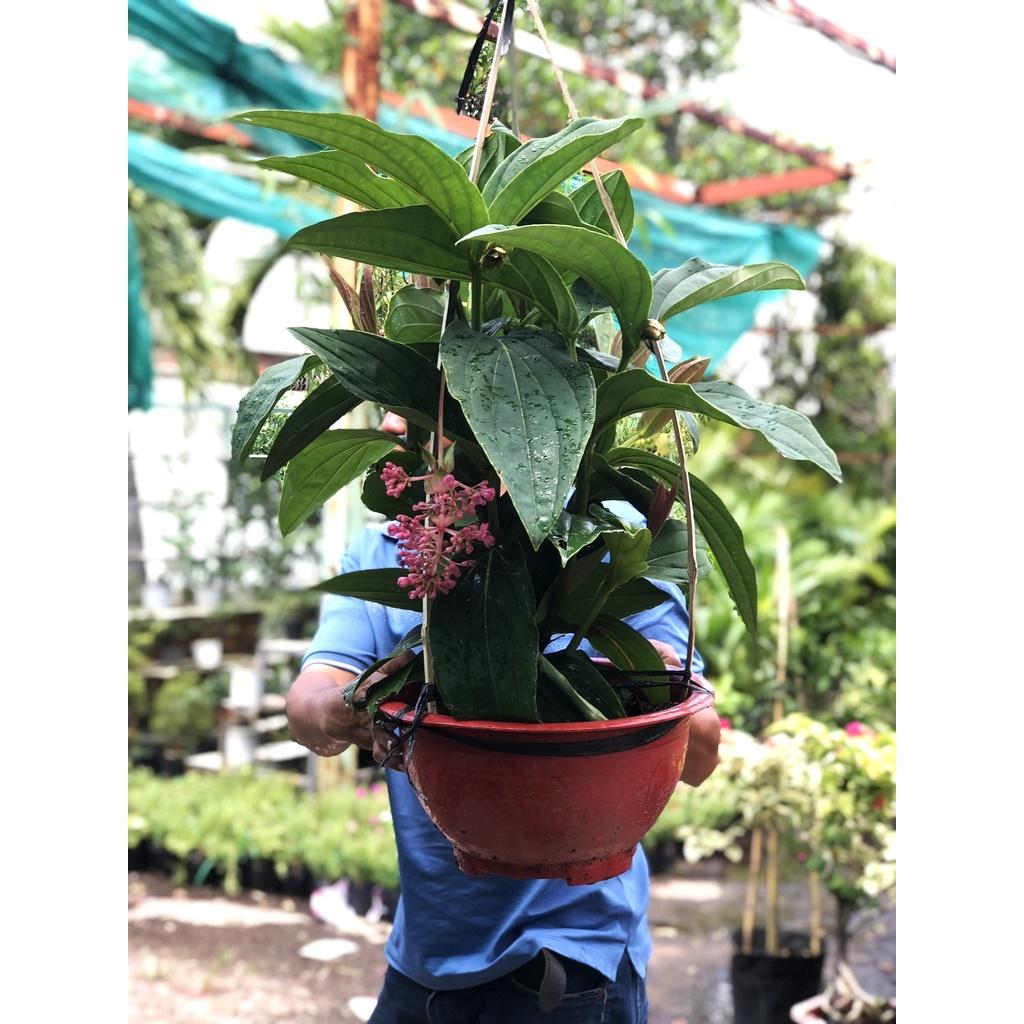 Chậu cây hòn ngọc viễn đông cao 50 - 70 cm chỉ giao TP.HCM
