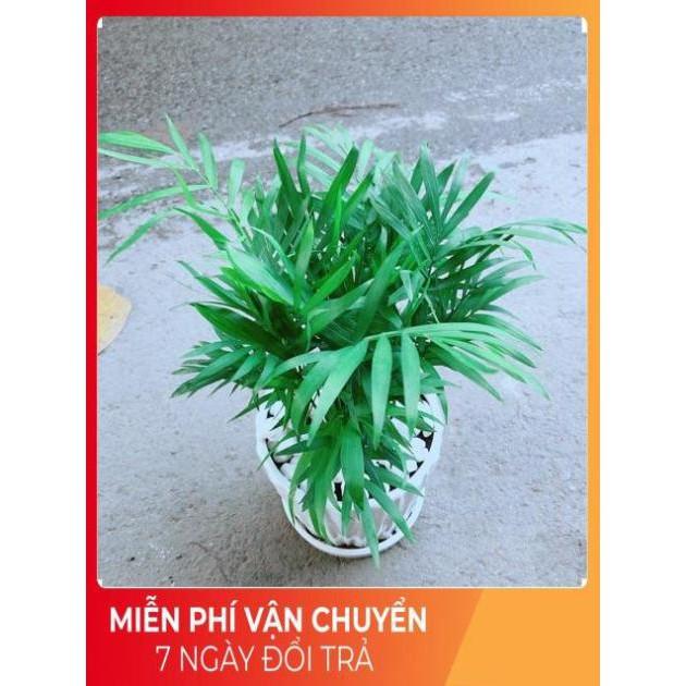 Chậu Cây Cau Tiểu Trâm