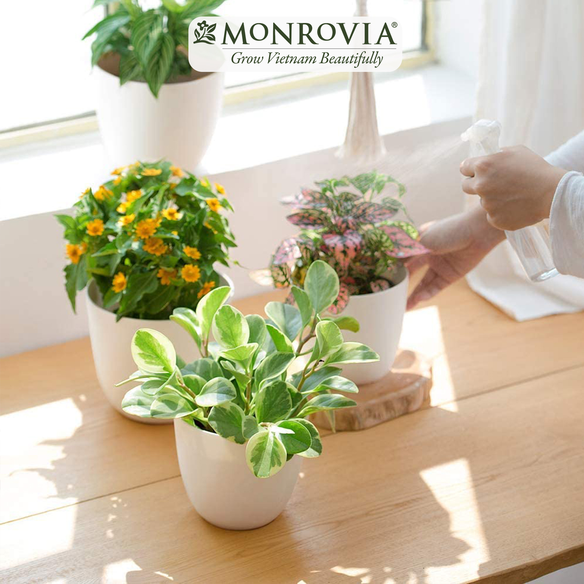 Chậu cây để bàn MONROVIA cho hoa, cây cảnh, ban công, bonsai