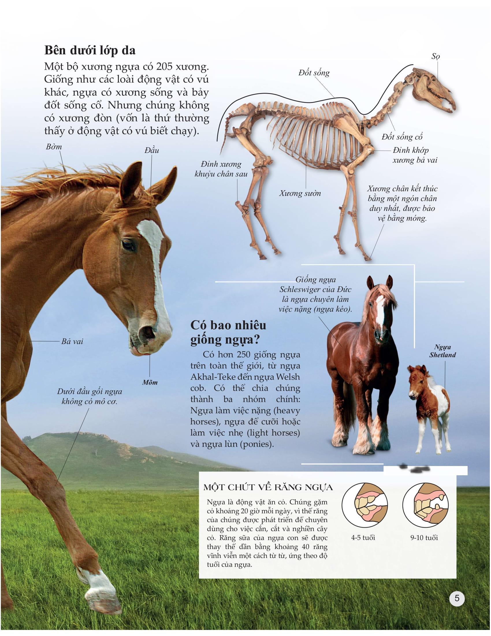 Sách Bách Khoa Tri Thức Về Khám Phá Thế Giới Cho Trẻ Em - Horses And Ponies - Loài Ngựa