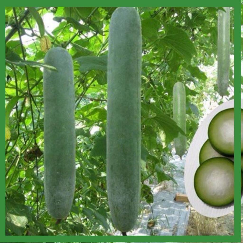 Hạt Giống Bí Sặt Cao Sản Năng Suất Dễ Trồng - Trồng Rau Xanh Rau Sạch Bằng Đất Sạch, Mùn Dừa và Phân Hữu Cơ - Phú Nông
