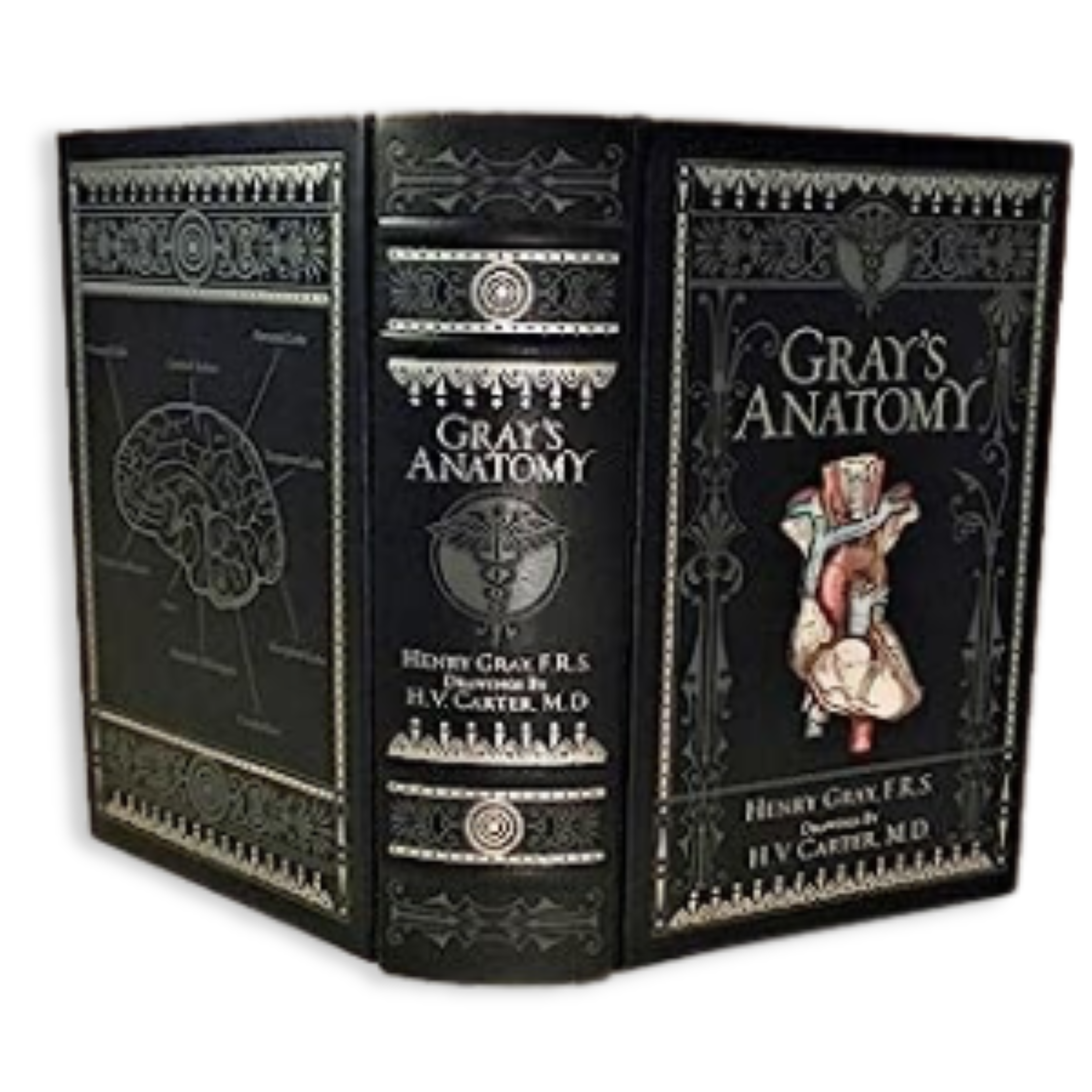 Artbook - Sách Tiếng Anh - Gray'S Anatomy