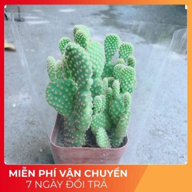 Xương Rồng Tai Thỏ