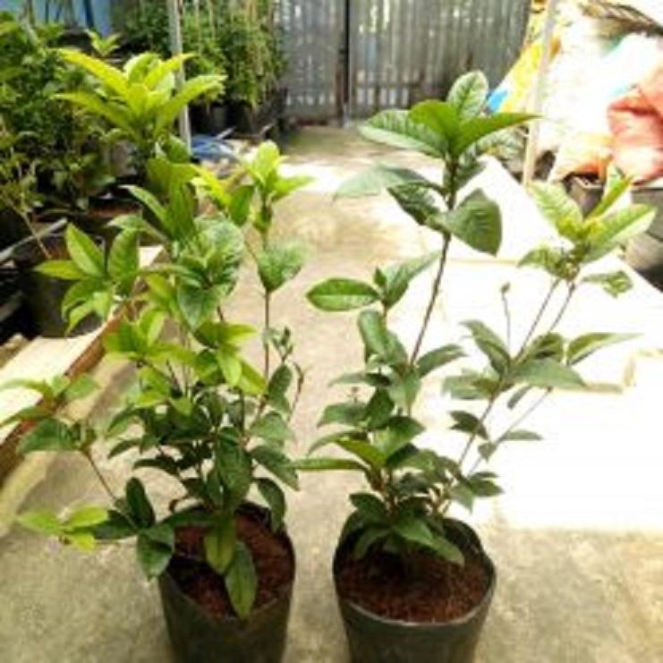 02 Cây Mộc Hương Ta Khỏe 981SP PV 15cm