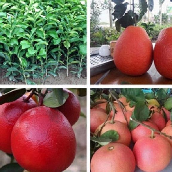 Cây BƯỞI ĐỎ - BƯỞI TIẾN VUA