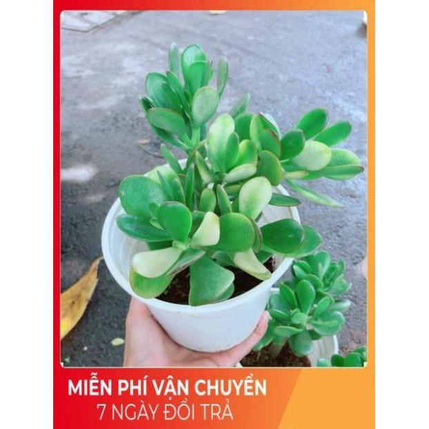 Chậu Ngọc Bích