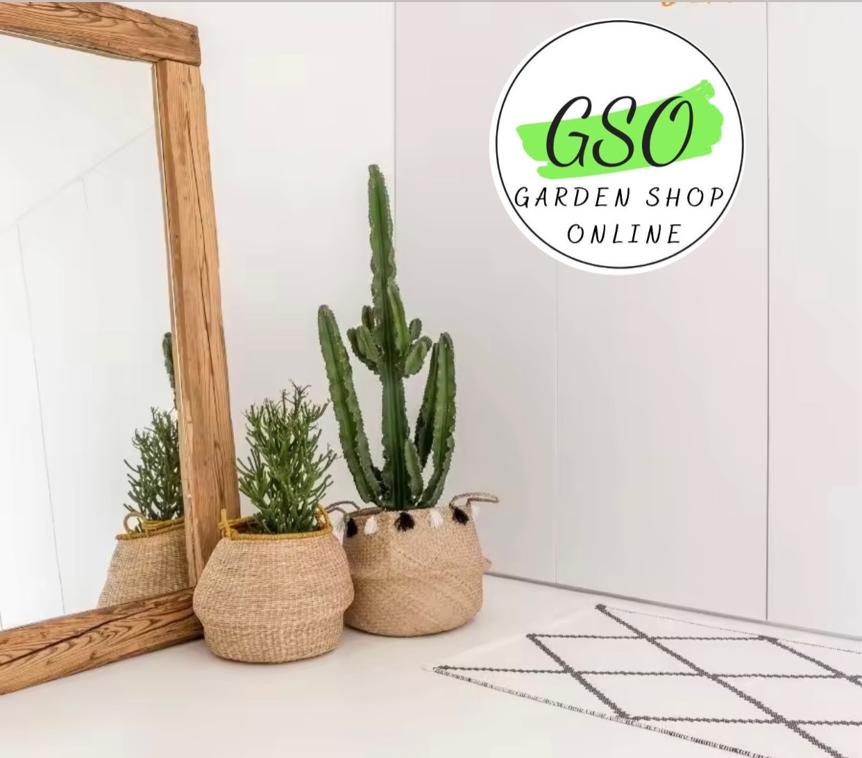 GIÁ THỂ TRỒNG XƯƠNG RỒNG & SEN ĐÁ - FICOCO