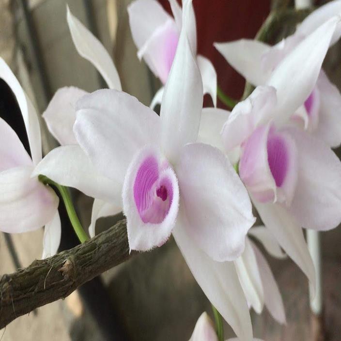 1 BẢNG PHI ĐIỆP 5CT HỌNG HỒNG TO ĐẸP HÀNG GIEO HẠT