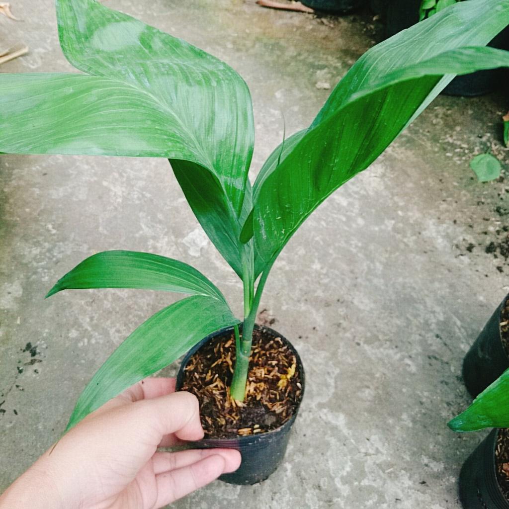 Cây Cau Hawai - cây cảnh trong nhà