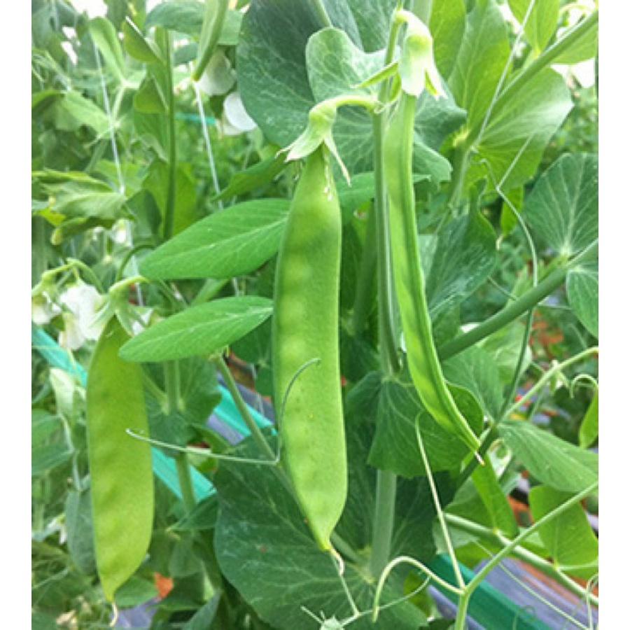 Hạt giống đậu hà lan xanh - 1 gói 50gram