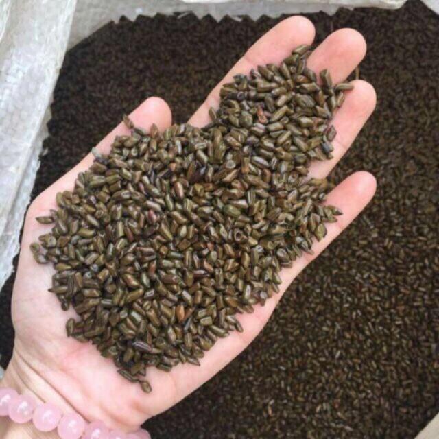 Hạt muồng phơi khô túi 1kg