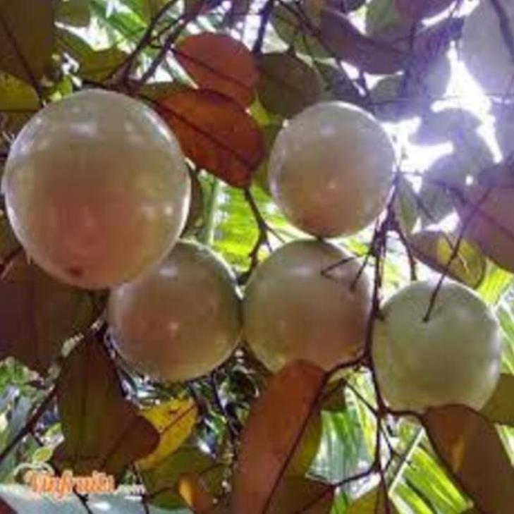 Cây giống vũ sữa bơ hồng ghép. cây giống chuẩn F1 cho năng suất cao
