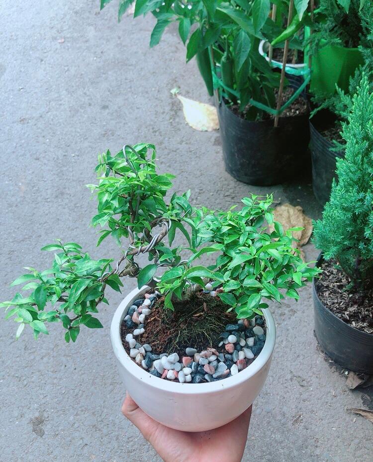 Chậu Cây Mai Chiếu Thuỷ Bonsai Mini