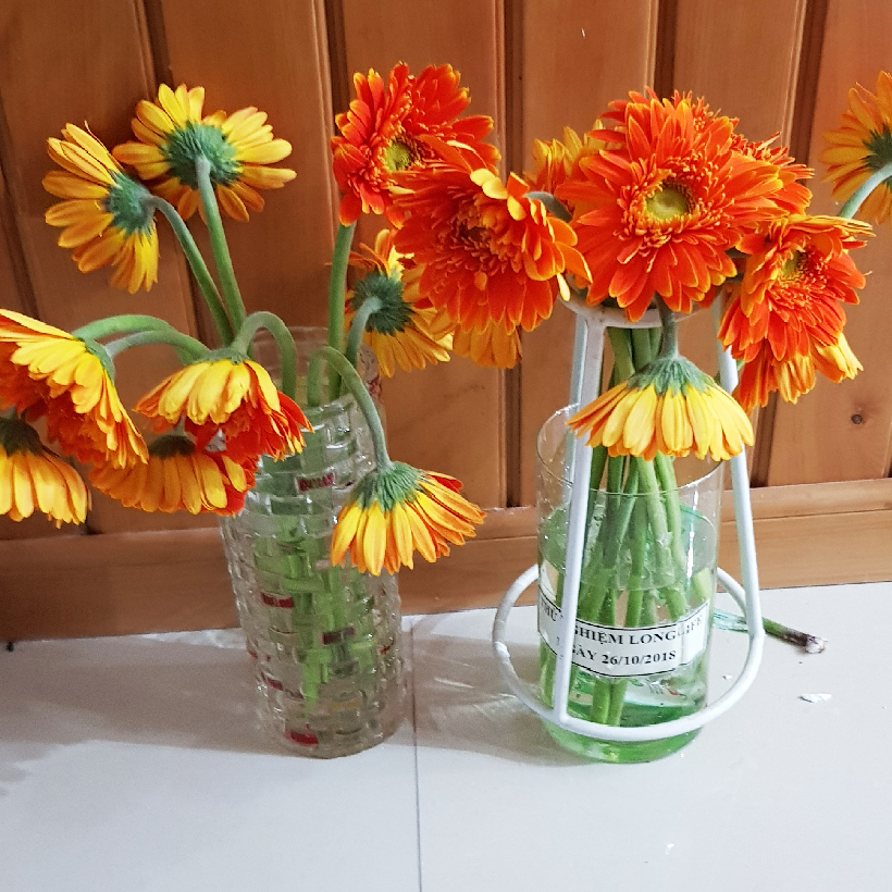 Bột Cắm Hoa Lily Tươi Lâu, Hiệu Longlife nhập khẩu Isarel