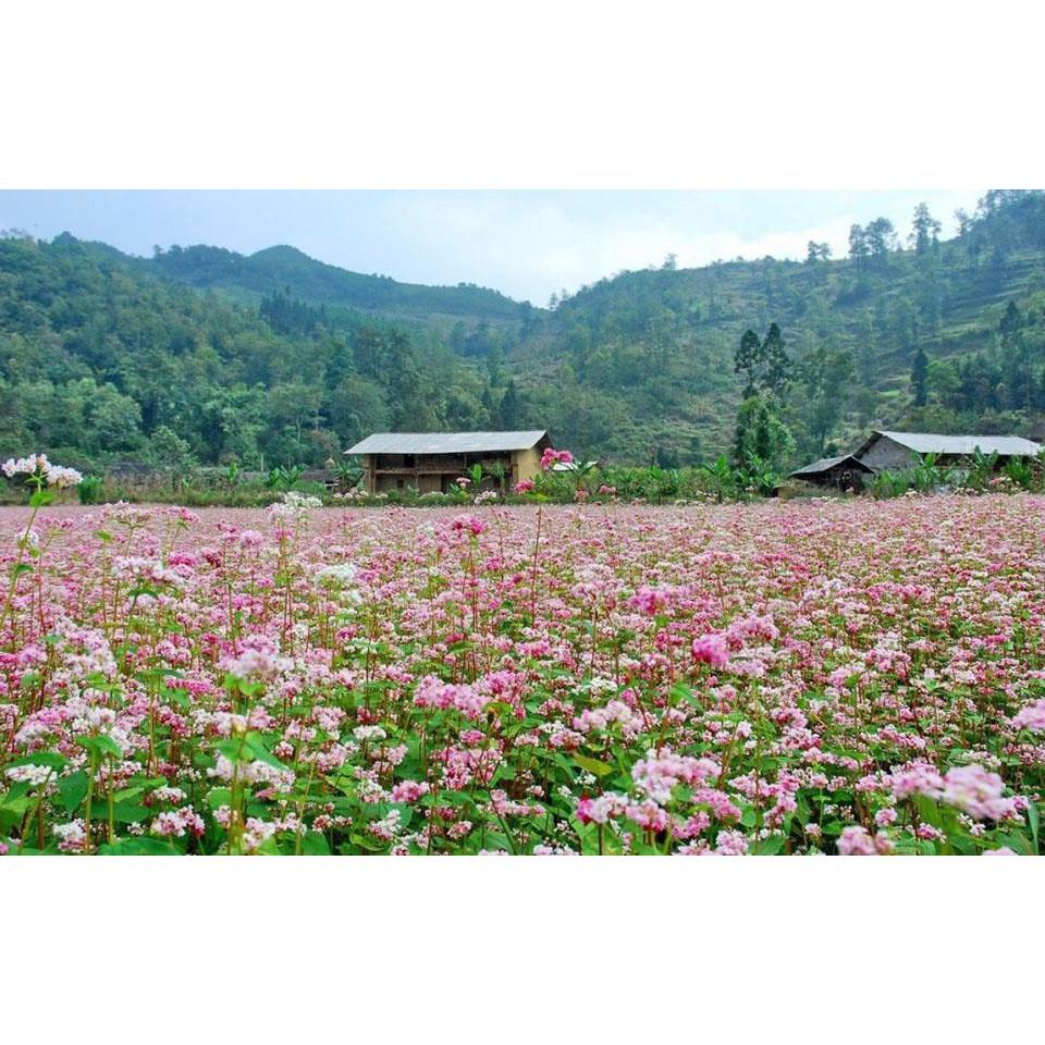 Hạt Giống Hoa Tam giác mạch F1 Loại Siêu Dễ Trồng, Hoa Nở Đẹp Tặng kèm Hướng Dẫn Trồng