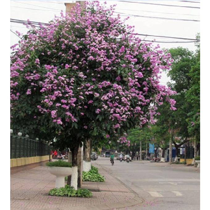 Hạt giống hoa bằng lăng tím ,hạt giống tốt-1 gói 30 hạt