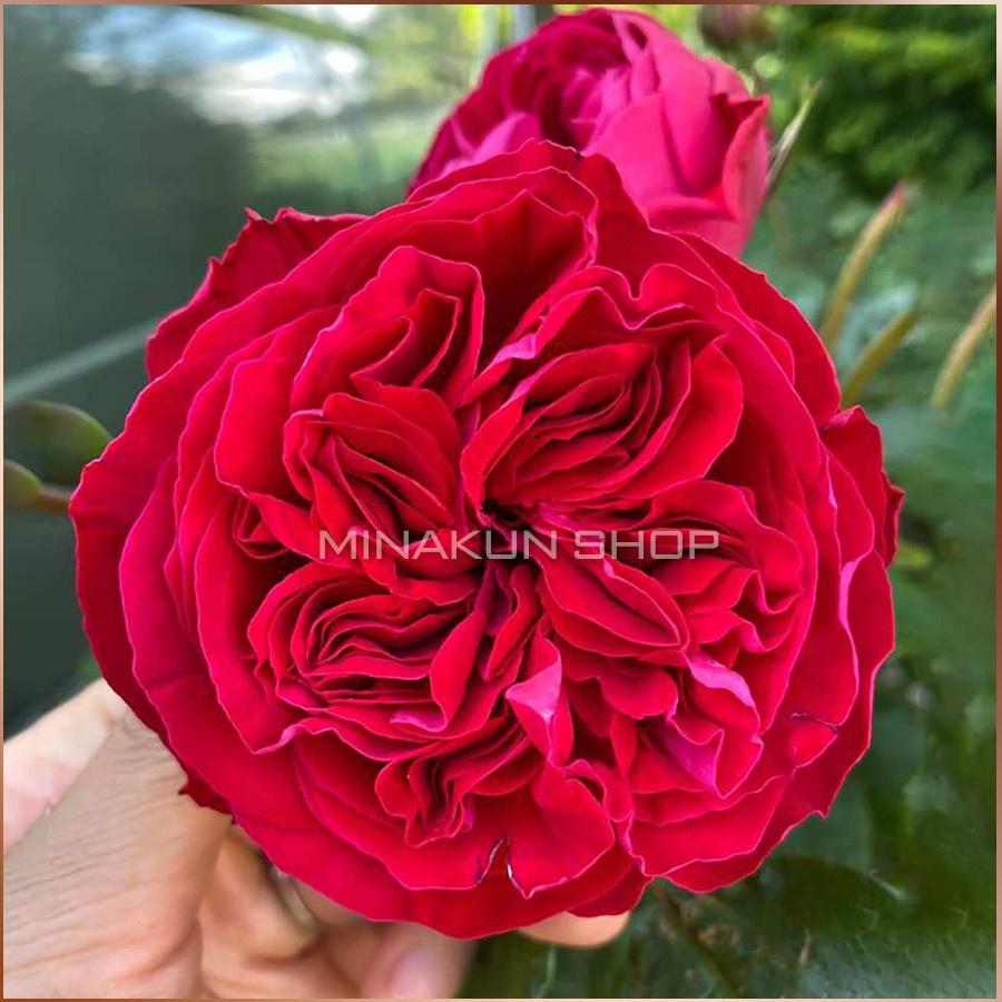 Hoa hồng ngoại Kate cực đẹp-cây to trưởng thành