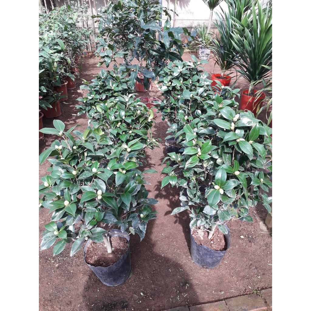 CÂY GIỐNG HỒNG TRÀ.