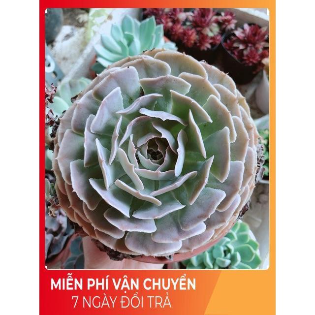 Chậu sen đá bắp cải tím size đại