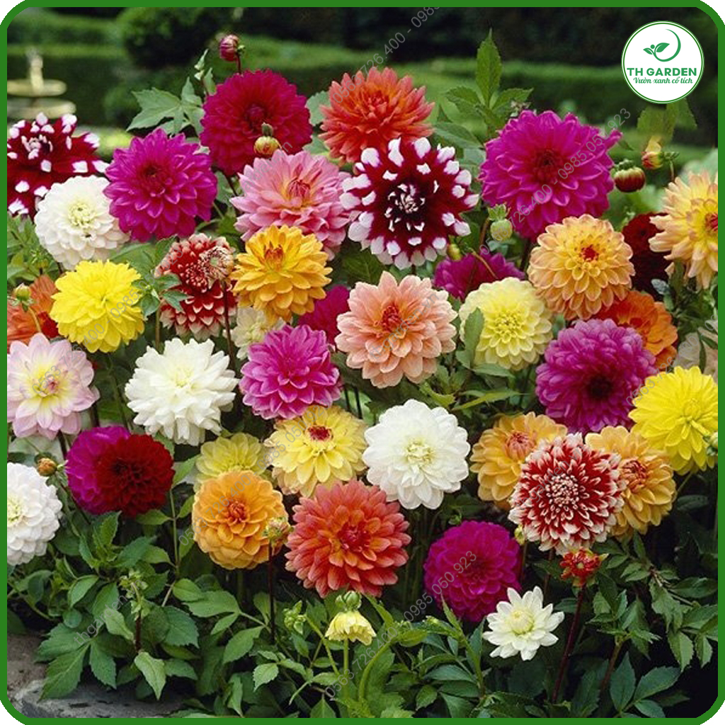 Hạt Giống Hoa Thược Dược Mix Nhiều Màu TH Garden - Hạt Giống Dễ Trồng Dễ Chăm Sóc, Hoa Thơm, Bền Màu, Lâu Tàn