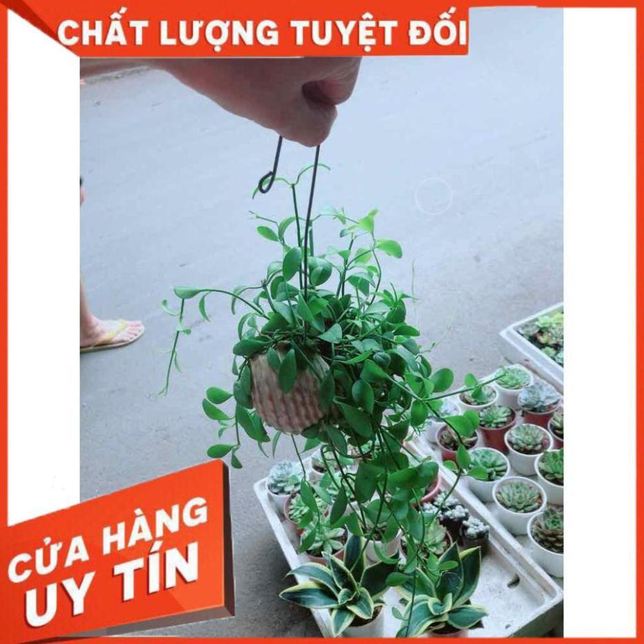 Đô la vỏ ốc Nhiều Người Mua