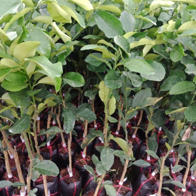 Bưởi da xanh