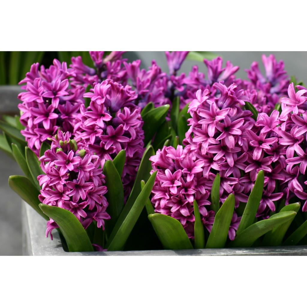 Củ giống hoa tiên ông tím - 1 củ