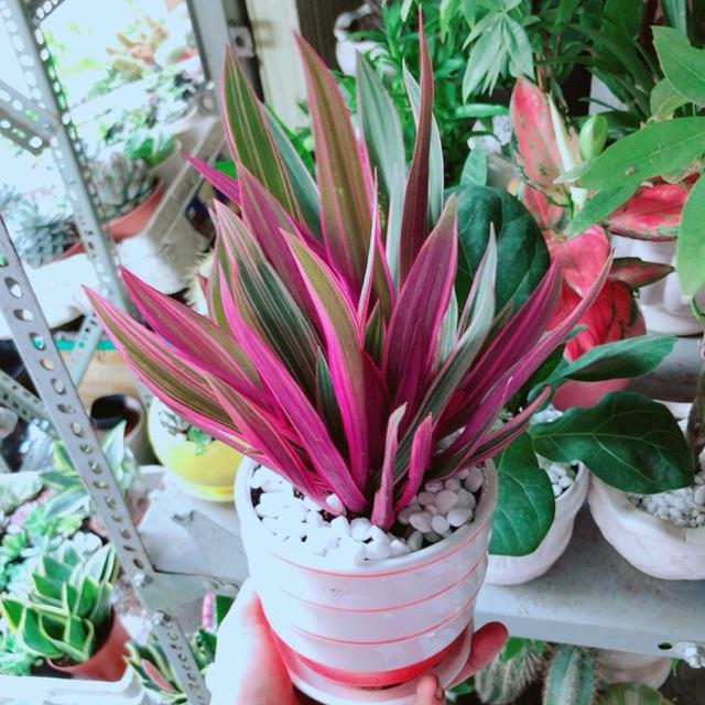 Chậu Cây Bảy Sắc Cầu Vòng