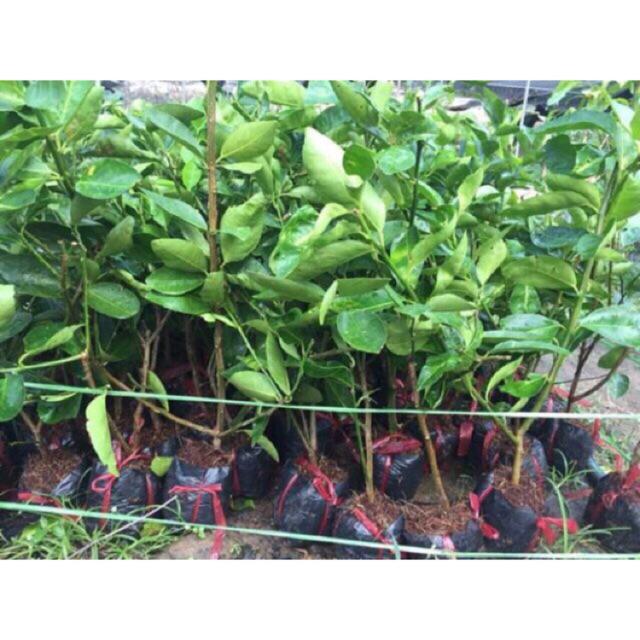 Cây chanh không hạt