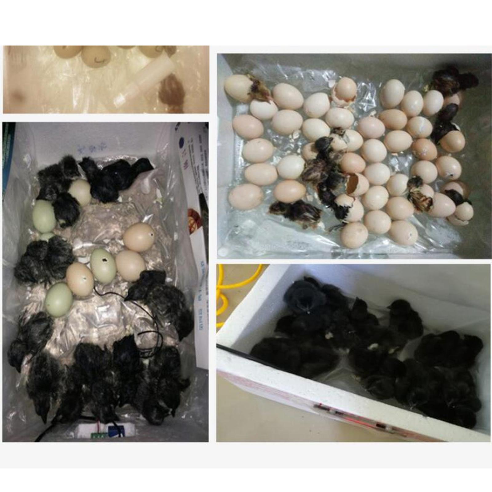 Egg Incubator Tray Automatic Egg Roller Household   9 Tubes