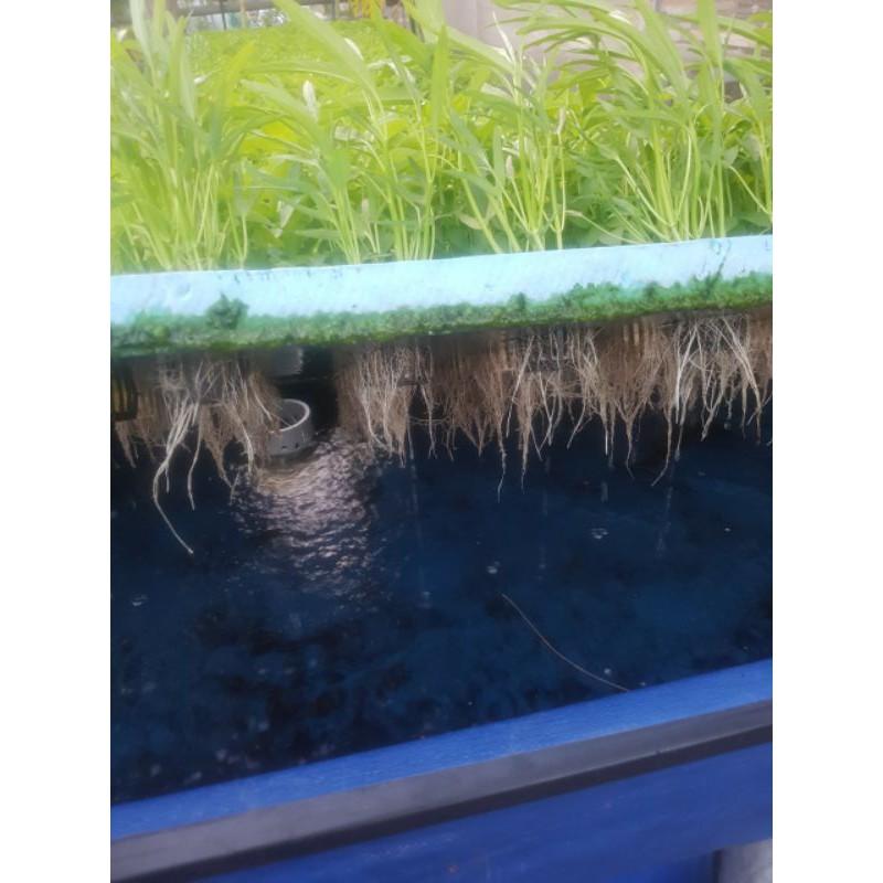 Rau muống lá tre gói 1kg