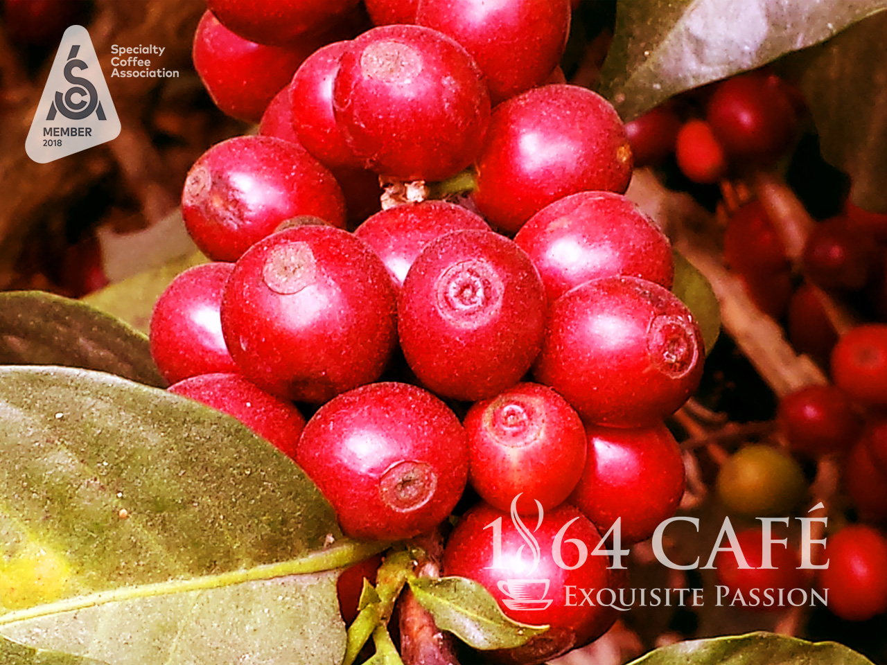 Cà phê hảo hạng 1864 CAFÉ Guatemala Puerta Verde nguyên hạt 220g