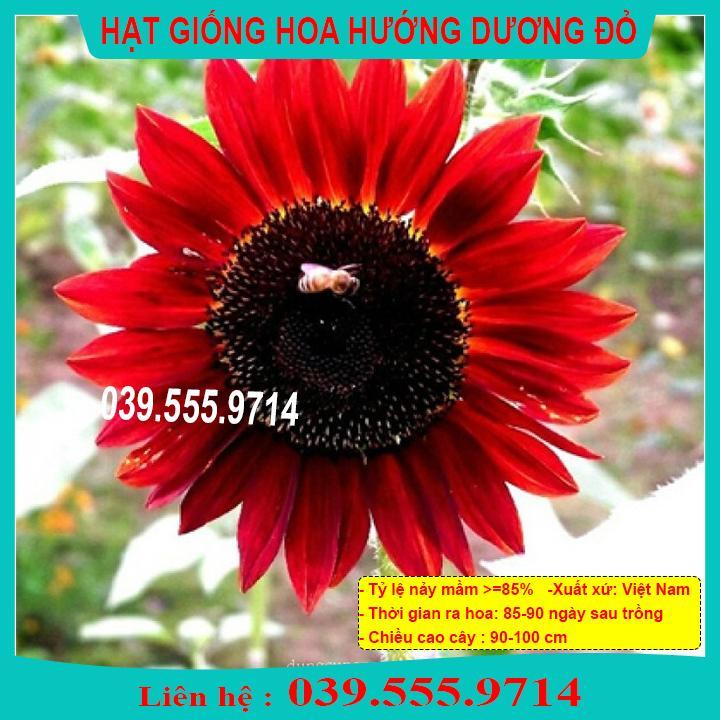 HẠT GIỐNG HƯỚNG DƯƠNG ĐỎ  GIỐNG CHUẨN, CHẤT LƯỢNG TỐT
