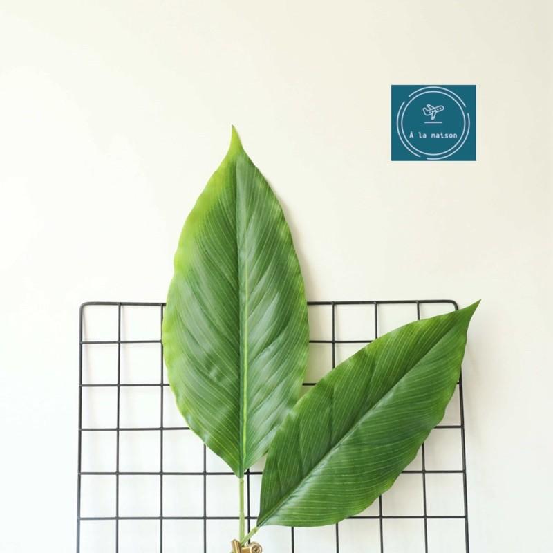 Cành lá Calathea cao 90cm dùng trong decor thiết kế chụp ảnh, trang trí nhà cửa