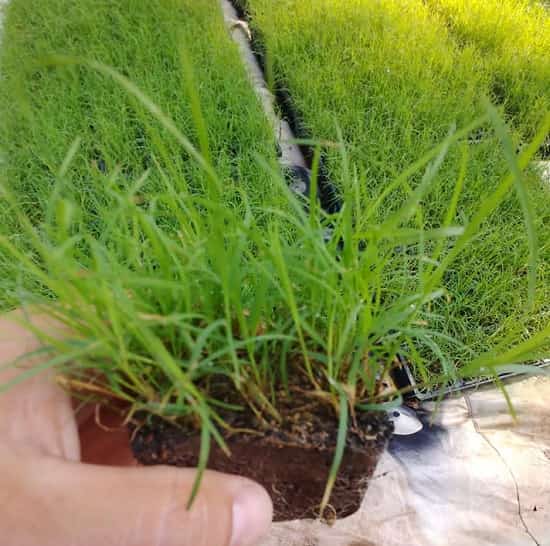 Hạt Giống Thảm Cỏ Bermuda gói 50g - Cỏ Sân Vườn - Hạt Giống Cỏ Thảm - Cỏ Cảnh