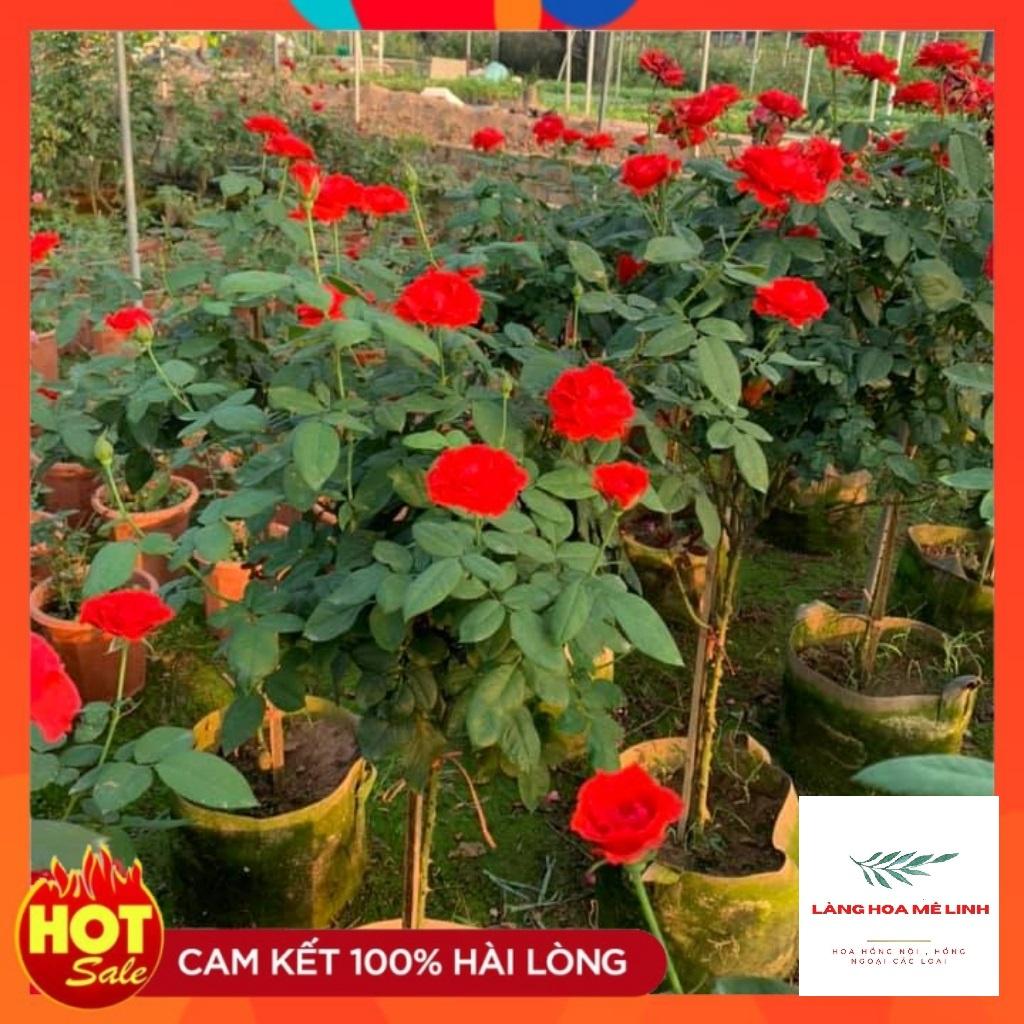 HOA HỒNG NGOẠI TỐ NỮ - CÂY DỄ TRỒNG , MÀU ĐỎ TƯƠI.-