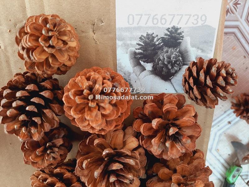 Quả Thông Đà Lạt loại nhỏ 1kg - hàng đẹp không vỡ cánh