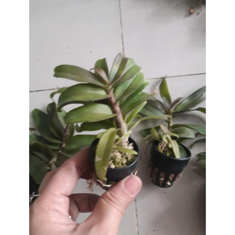 Kie Phi điệp lai thân tím 5-7cm liên hệ ngay để xem video chi tiết