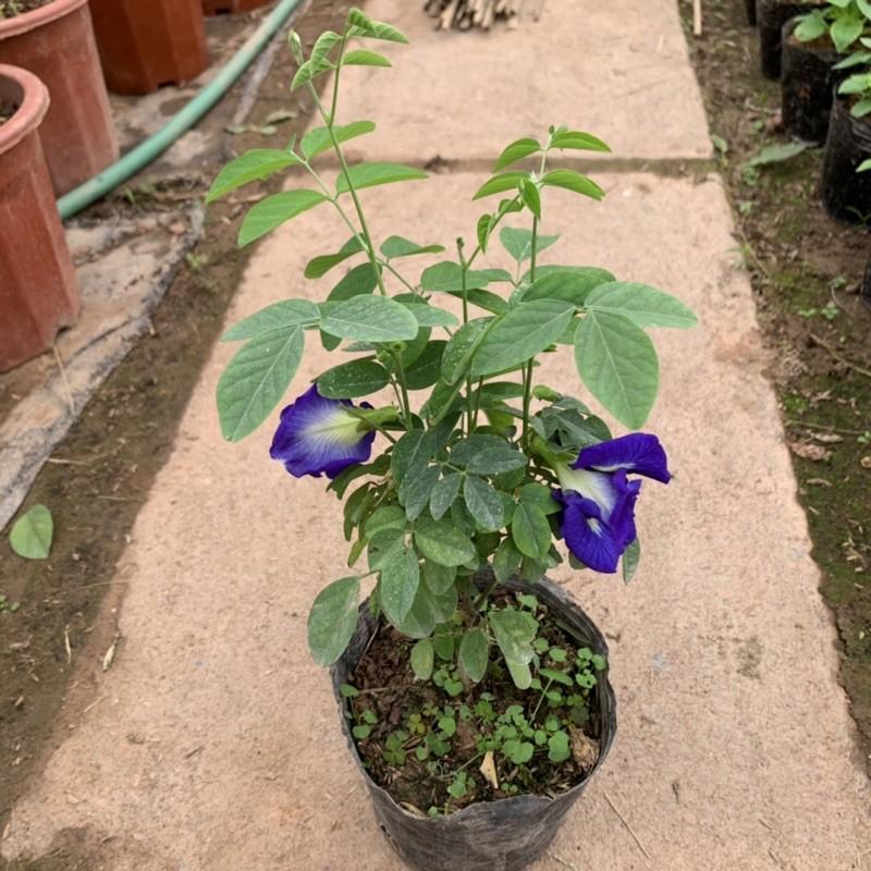 Cây hoa đậu biếc leo giàn cao 25 - 30cm, cây nở hoa quanh năm, rất dễ chăm sóc, trồng leo giàn tường rào và ban công