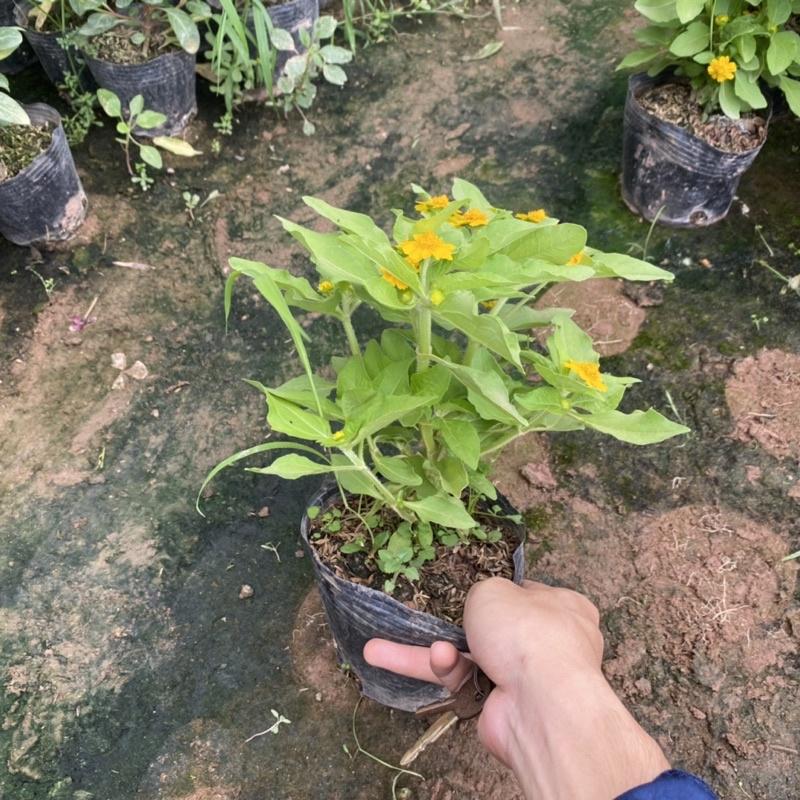 Cúc mặt trời trồng bịch đen đã có nụ và hoa