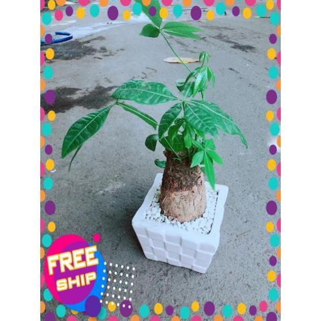 Chậu Kim Ngân Chân Voi