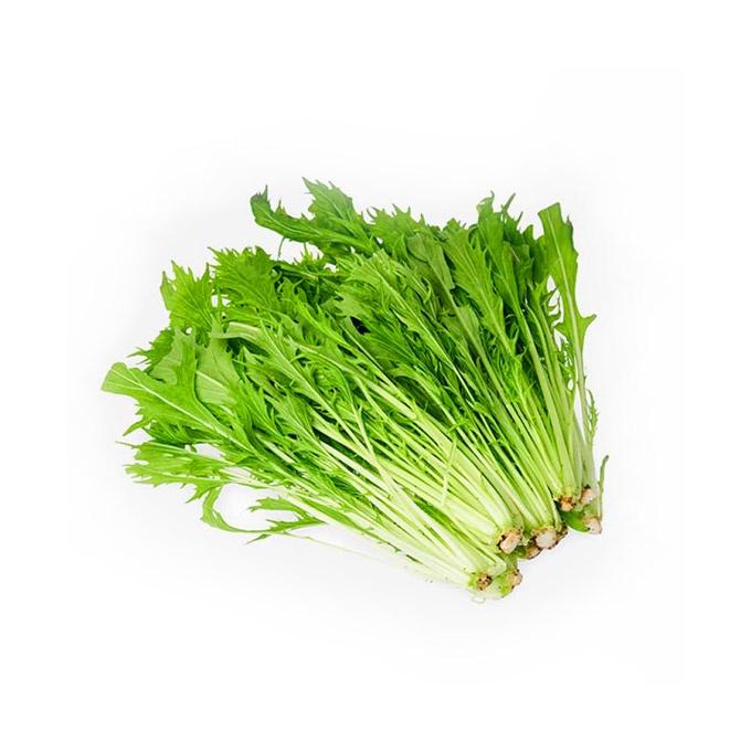 Hạt giống Cải Đuôi Phụng - Mizuna xanh