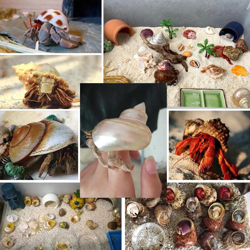 Vỏ ốc trang trí