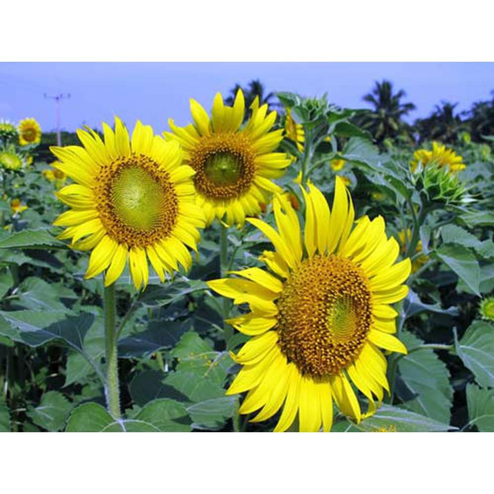 HẠT GIỐNG HOA HƯỚNG DƯƠNG 30 HẠT
