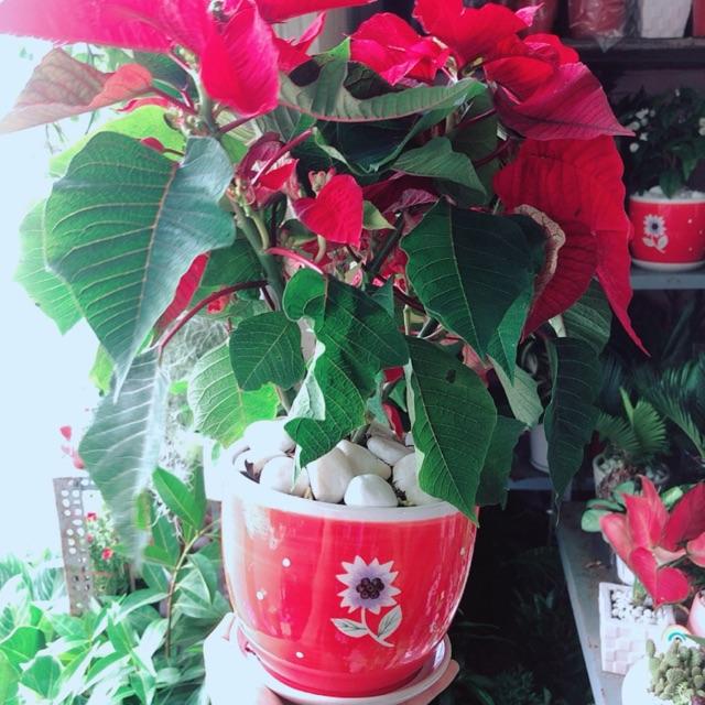 Chậu Cây Trạng Nguyên