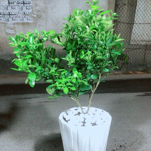 Chậu Cây Quất Cho Sai Trái