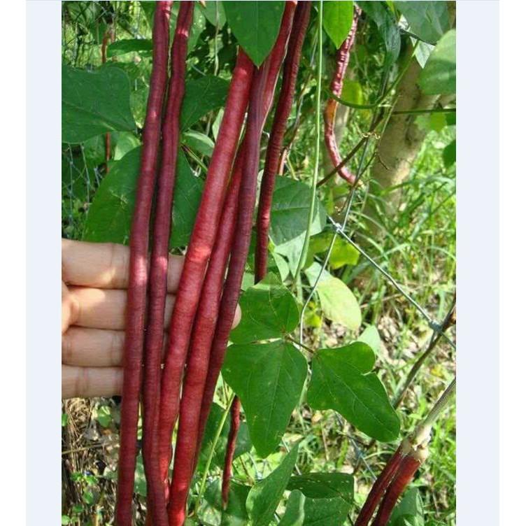 Hạt Giống Đậu Đũa Đỏ Giống Mỹ - 1 gói 3 gram