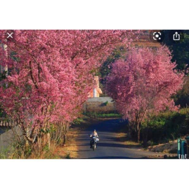 Cây giống HOA ANH ĐÀO