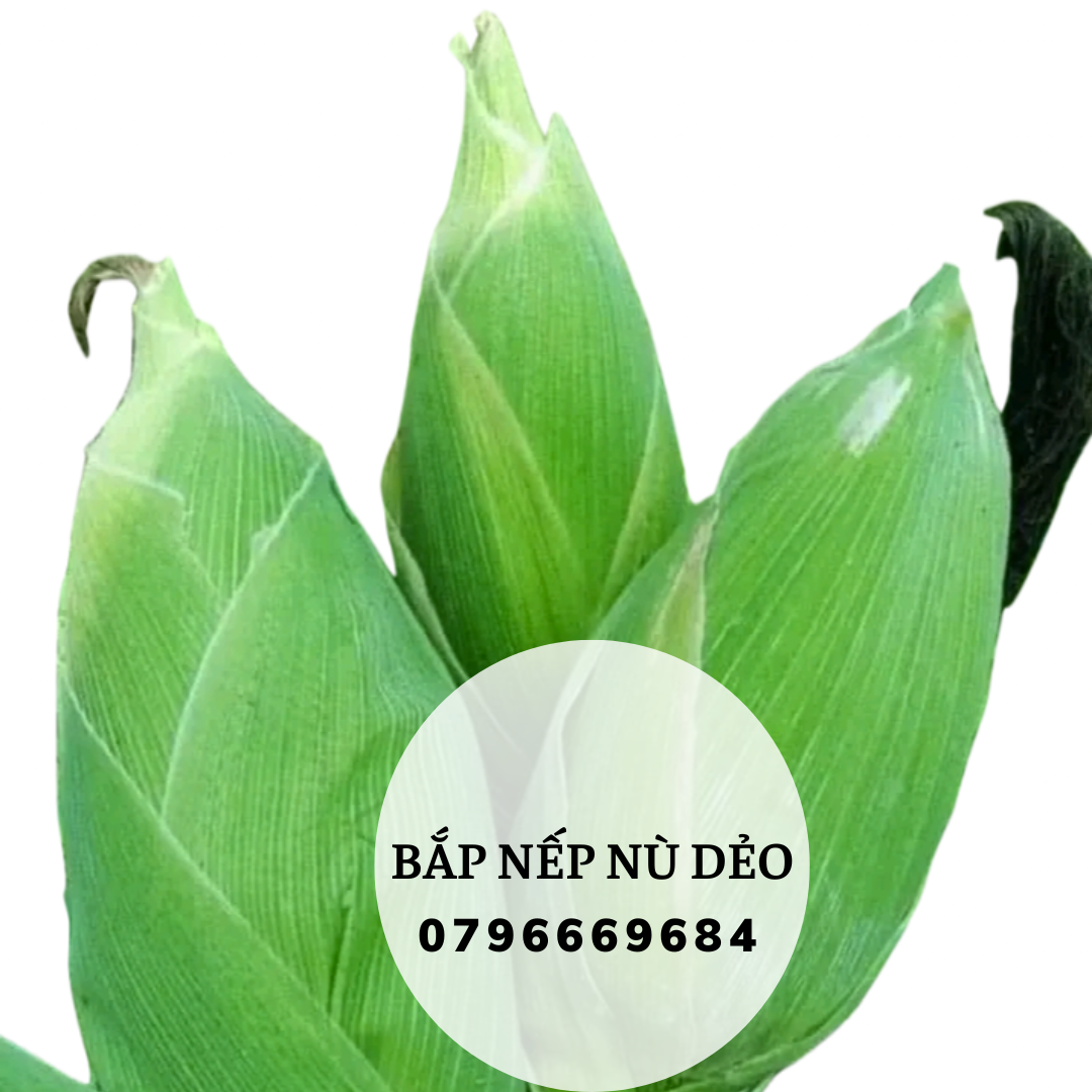 Hạt giống bắp nếp dẻo dạng nù gói 500 hạt